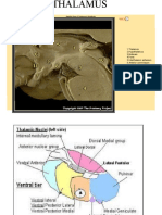 Sagittal View of Thalamus & Hindbrain