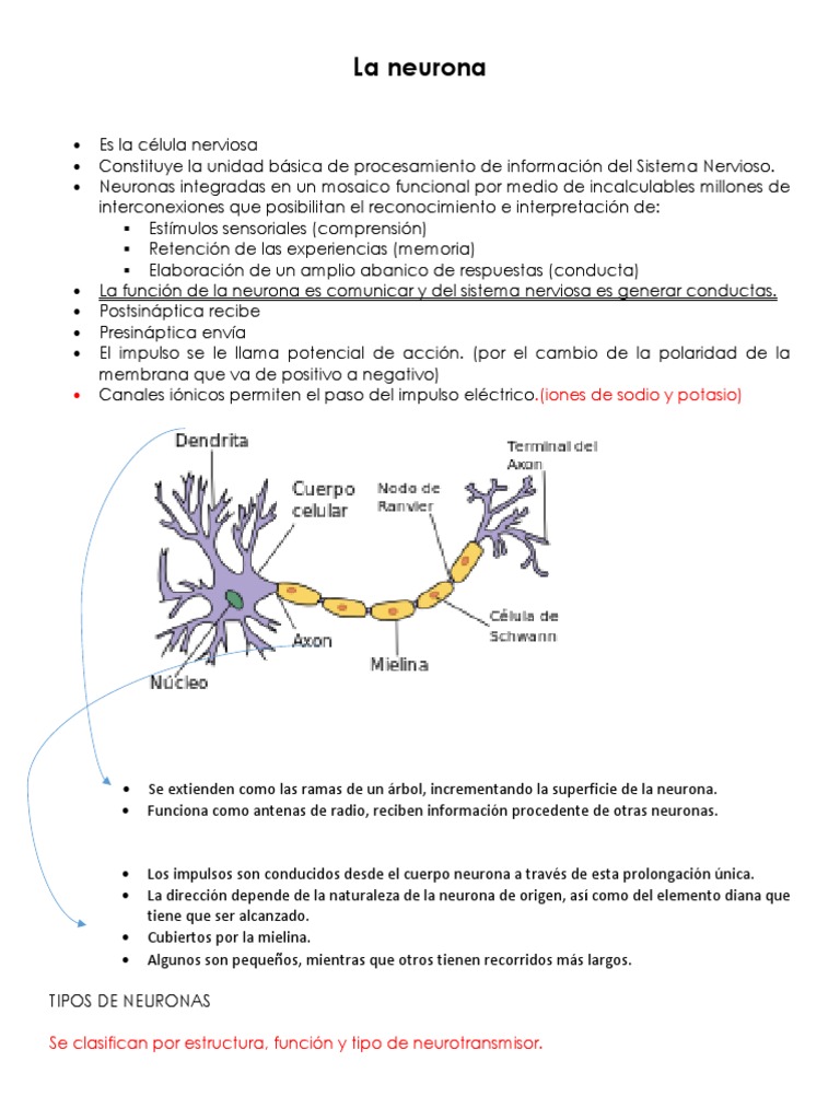 Funciones y Tipos de Neuronas | PDF | Neurona | Sistema somatosensorial