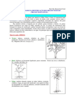 Morfologia Externa Do Caule