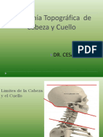 Anatomía Topográfica de Cabeza y Cuello: Estructuras Óseas y Vasculares Clave