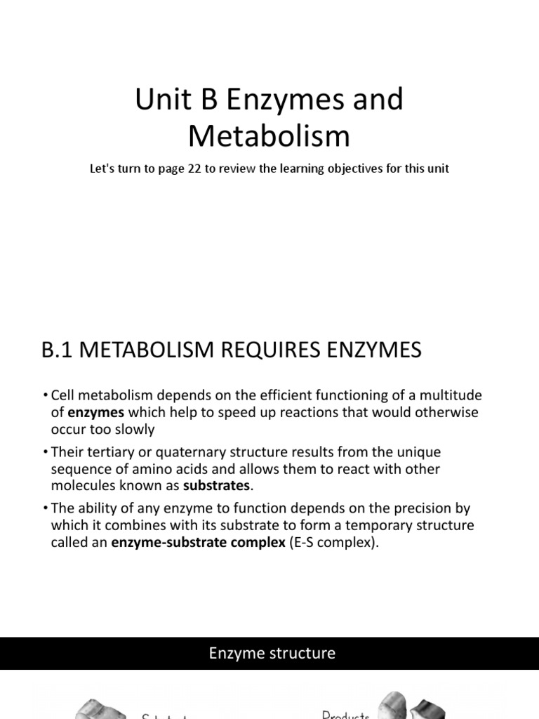 Unit B Enzymes and Metabolism | PDF | Enzyme | Pyruvic Acid