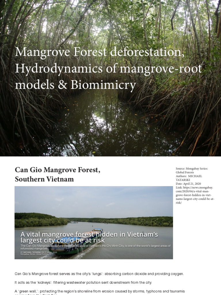 MANGROVES | PDF | Mangrove | Desalination