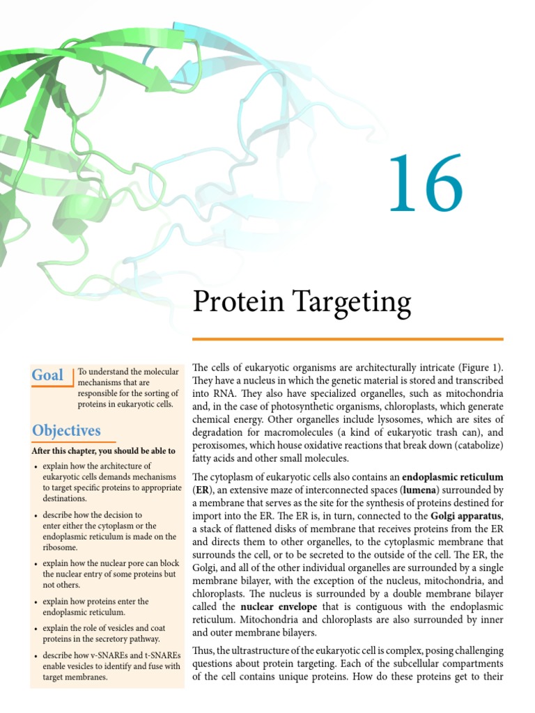 Mechanisms of Protein Targeting in Cells | PDF | Protein Targeting ...