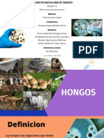 HONGOS