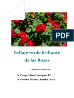 Follaje Verde Brillante de Las Rosas FLORICULTURA