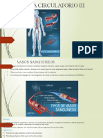 Sistema Circulatorio III Clase Xii