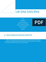 Struktur Dna Dan Rna