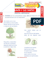 La Planta y Sus Partes para Primer Grado de Primaria