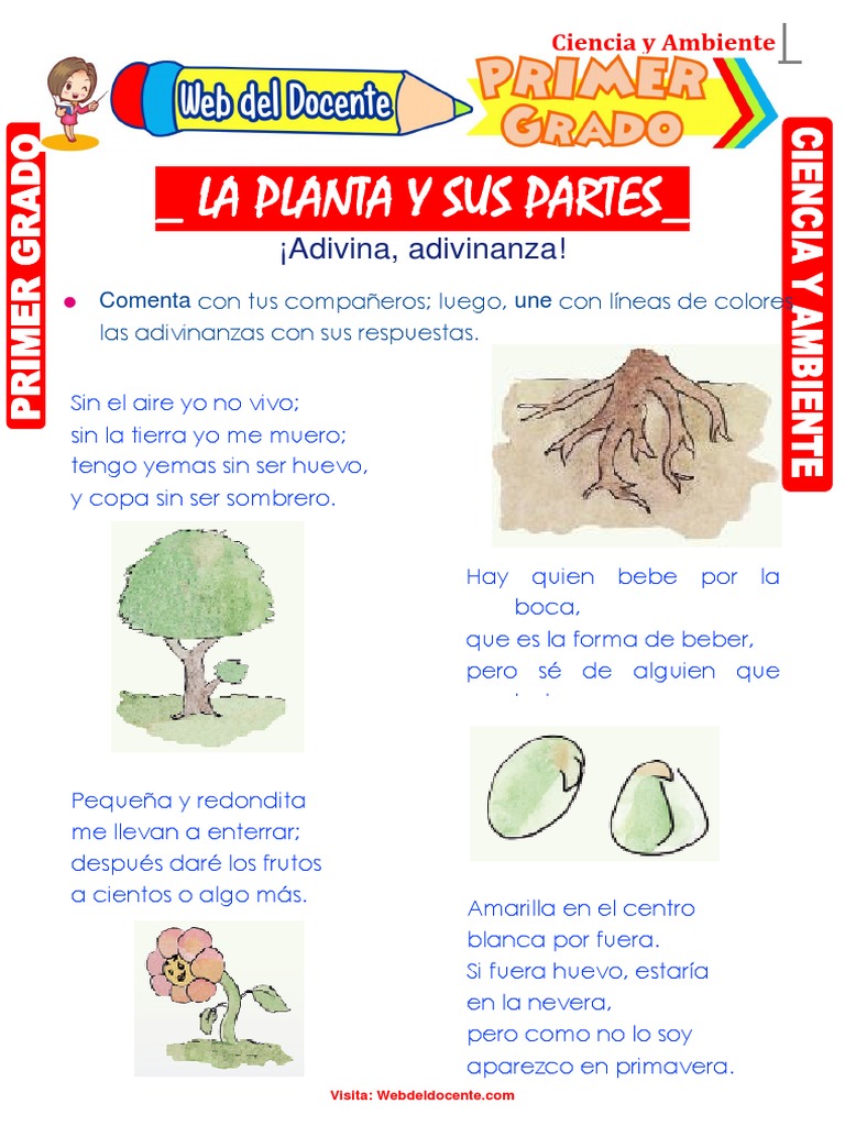 La Planta y Sus Partes para Primer Grado de Primaria | PDF