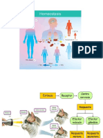 Homeostasis