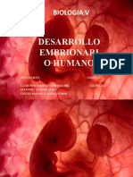 Desarrollo Embrionario Humano
