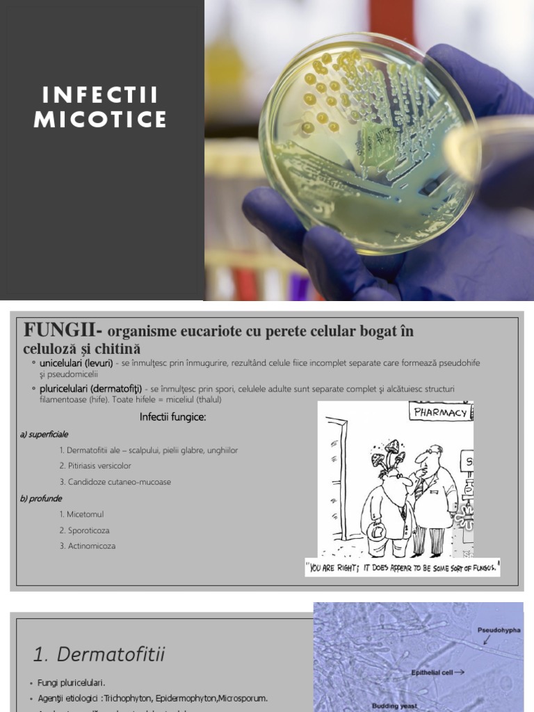 Curs 3 Infectii Fungice | PDF