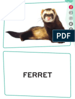 Flashcards Animals