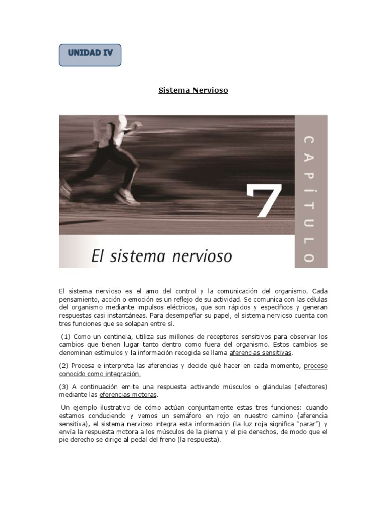 Unidad 4 Cap.7 Sistema Nervioso | PDF | Neurona | Sistema nervioso