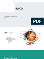 Meditec Semana 2 - Anatomía Del Ojo