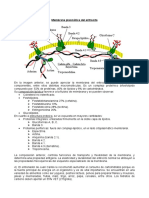 Membrana eritrocita composición 38