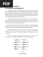 Download pengenalan mutan Drosophila by AdhiSha Nursihanto SN56511057 doc pdf