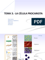 Tema 3 - La Célula Procariota (Blanco)
