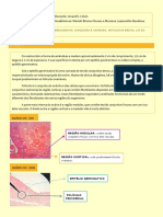 Histologia 1 Análise de Lâminas