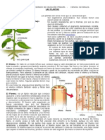 Plantas 2018