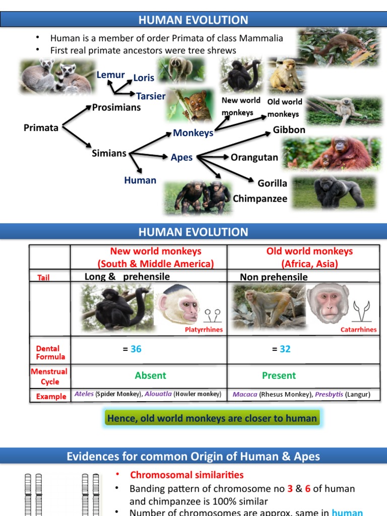 Human Evolution: From Apes to Homo Sapiens | PDF | Homo | Ape
