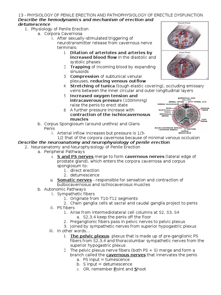 13 Physiology Of Penile Erection And Pa Tho Physiology Of Erectile