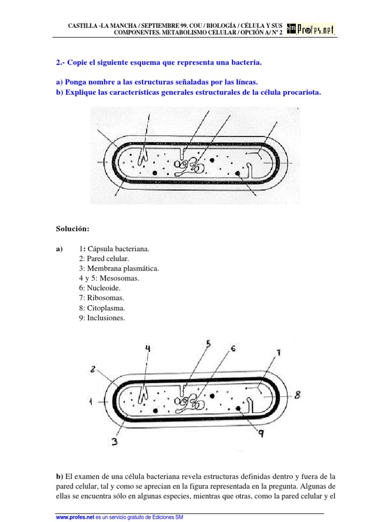 Estructura Bacteriana | PDF | Las bacterias | Biología Celular)
