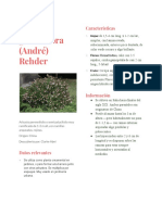 Características y datos de la planta Abelia × grandiflora