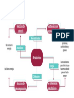 Presentación Metabolismo 