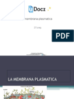 Membrana Plasmatica 61604 Downloable 1024046