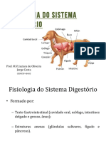 Sistema Digestório Dog