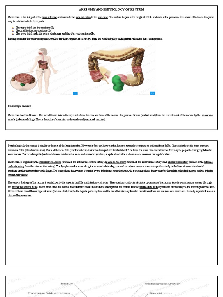 Anatomy and Function of the Rectum | PDF | Rectum | Large Intestine