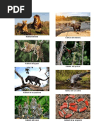 Animales que vuelan, nadan y caminan | PDF