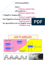 Ciliature Monotriche. - Ciliature Lophotriche. - Ciliature Amphitriche. - Ciliature Préritriche. - Filament Axial