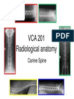 Canine Radiology Anatomy Spine