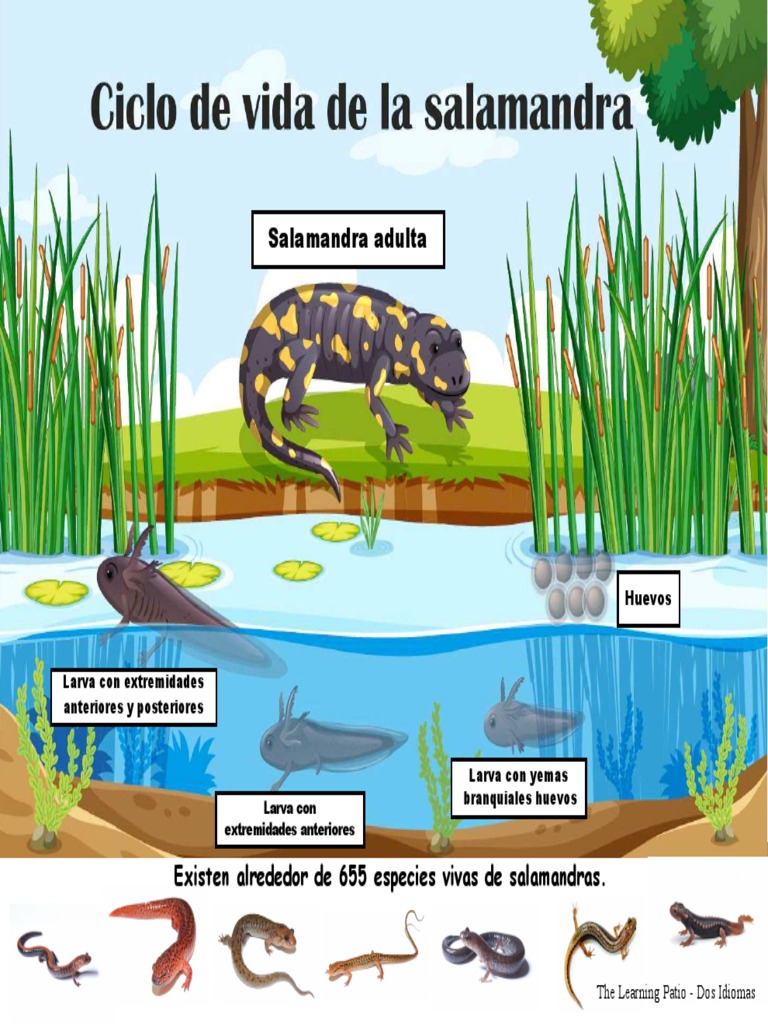 Life Cycle of Salamander Spanish2 | PDF