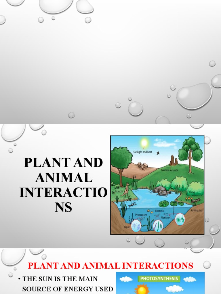 Plant and Animal Interactions PDF Food  Plants