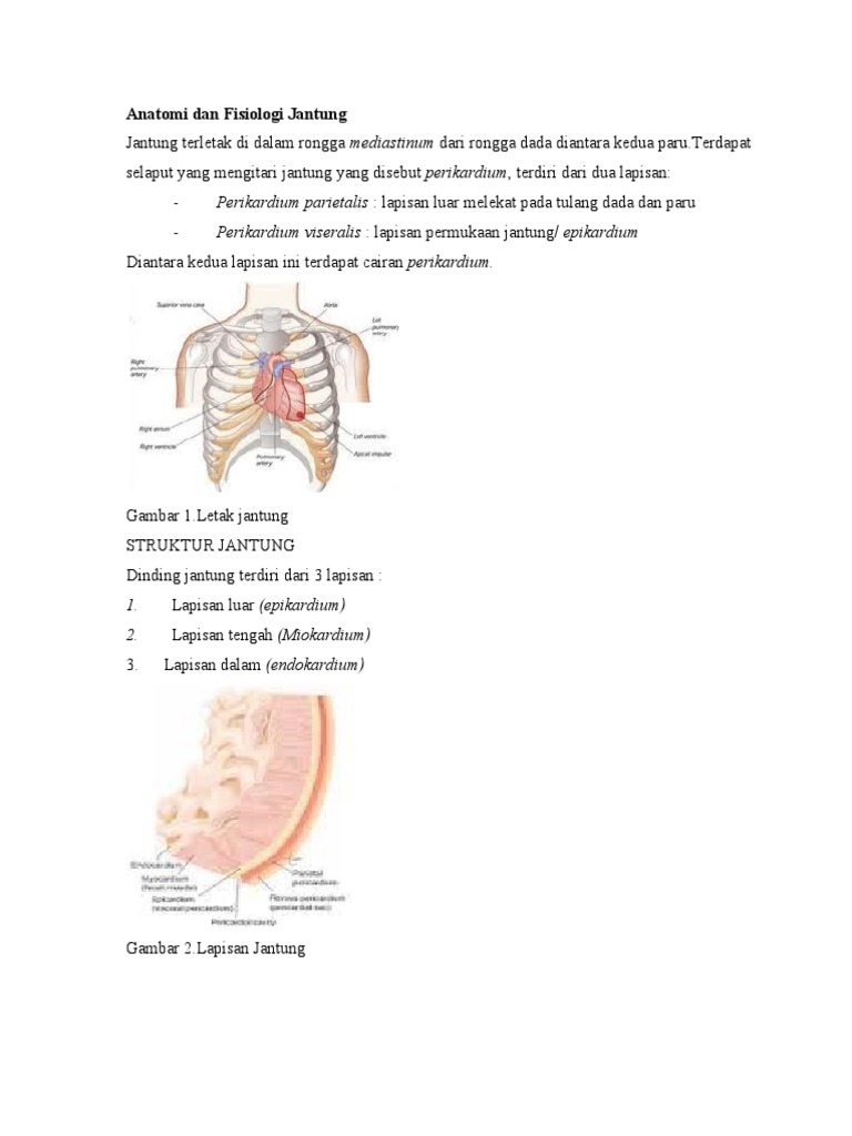 Anatomi Dan Fisiologi Jantung