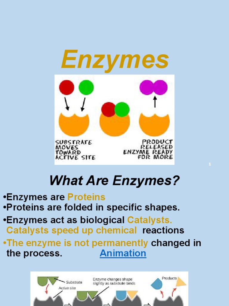 The Role of Enzymes as Biological Catalysts An Overview of Enzyme