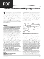 Reproductive Anatomy and Physiology of The Cow