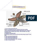 Echinodermata WILDAN