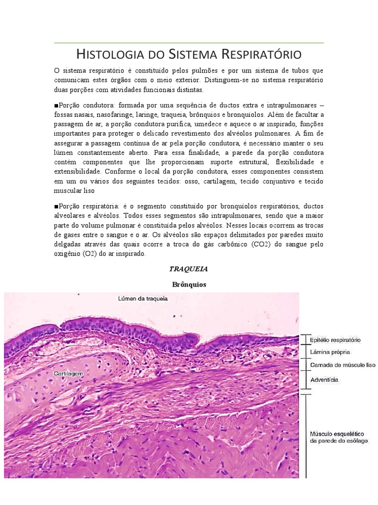 Histologia Do Sistema Respiratório Pdf Sistema Respiratório Pulmão