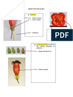 Disección de Flor