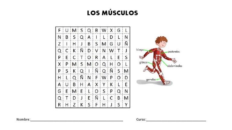 Sopa de Letras Musculos | PDF