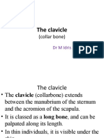 Collarbone anatomy and fractures