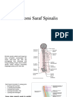 Anatomi Saraf Spinalis