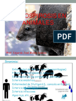 Leptospirosis en Animales: Prof. Eduardo José Muñoz Ganoza