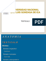 Dr Ponce - Testiculos