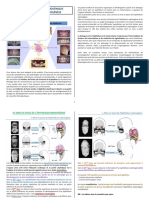 Chapitre 1 - Aspects Morphogénique & Régulation de L Odontogénèse