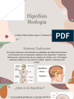 Hipófisis: La glándula maestra del sistema endocrino (menos de